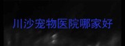 川沙宠物医院哪家好