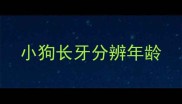 小狗长牙分辨年龄