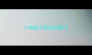 小狗被大狗咬到脖子