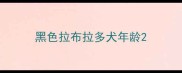 黑色拉布拉多犬年龄