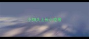 小狗头上长小疙瘩