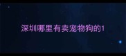 深圳哪里有卖宠物狗的
