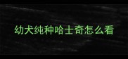 幼犬纯种哈士奇怎么看