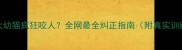 两个月大幼猫疯狂咬人全网最全纠正指南附真实训练案例