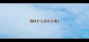 猫咪什么颜色好看