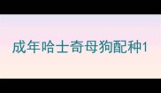 成年哈士奇母狗配种
