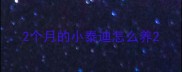 2个月的小泰迪怎么养