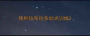 纯种拉布拉多幼犬训练