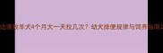 边境牧羊犬4个月大一天拉几次幼犬排便规律与饲养指南