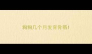 狗狗几个月发育骨骼