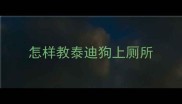 怎样教泰迪狗上厕所