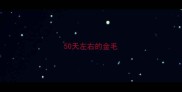 50天左右的金毛