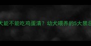 哈士奇幼犬能不能吃鸡蛋清幼犬喂养的5大禁忌与营养指南