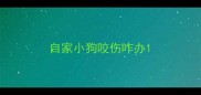 自家小狗咬伤咋办