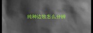 纯种边牧怎么分辨