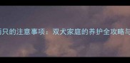 哈士奇养两只的注意事项双犬家庭的养护全攻略与避坑指南