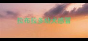 拉布拉多幼犬感冒