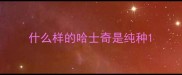 什么样的哈士奇是纯种