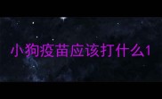 小狗疫苗应该打什么