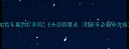 拉布拉多真的好养吗5大饲养要点附新手必看全攻略
