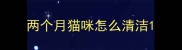 两个月猫咪怎么清洁