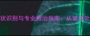 哈士奇犬瘟热症状识别与专业救治指南从紧急处理到家庭护理全