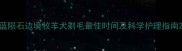 蓝陨石边境牧羊犬剃毛最佳时间及科学护理指南