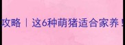 宠物猪品种全攻略这6种萌猪适合家养附饲养避坑指南