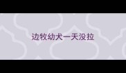 边牧幼犬一天没拉
