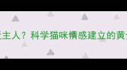 猫咪多久会亲近主人科学猫咪情感建立的黄金期与关键方法