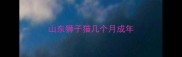 山东狮子猫几个月成年