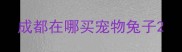 成都在哪买宠物兔子