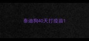 泰迪狗40天打疫苗