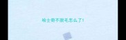 哈士奇不脱毛怎么了