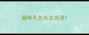 猫咪毛色失去光泽