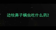 边牧鼻子螨虫吃什么药