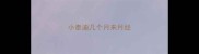 小泰迪几个月来月经