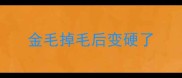 金毛掉毛后变硬了