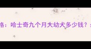 宠物市场热门品种价格哈士奇九个月大幼犬多少钱最新行情与饲养指南
