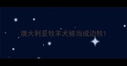 澳大利亚牧羊犬被当成边牧
