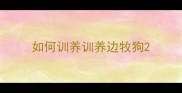 如何训养训养边牧狗