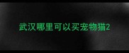 武汉哪里可以买宠物猫