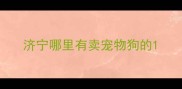 济宁哪里有卖宠物狗的