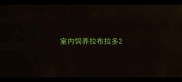 室内饲养拉布拉多