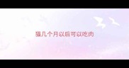 猫几个月以后可以吃肉