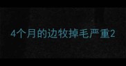 4个月的边牧掉毛严重