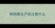狗狗要生产前注意什么