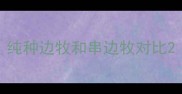 纯种边牧和串边牧对比