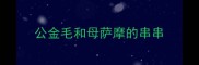公金毛和母萨摩的串串