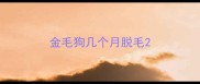 金毛狗几个月脱毛